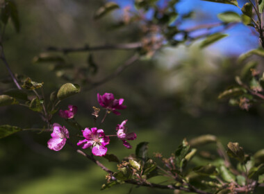 Flowering-Tree-Detail