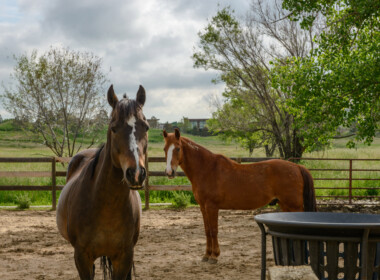 Horse-Corral