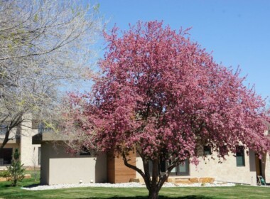 Spring-Landscape